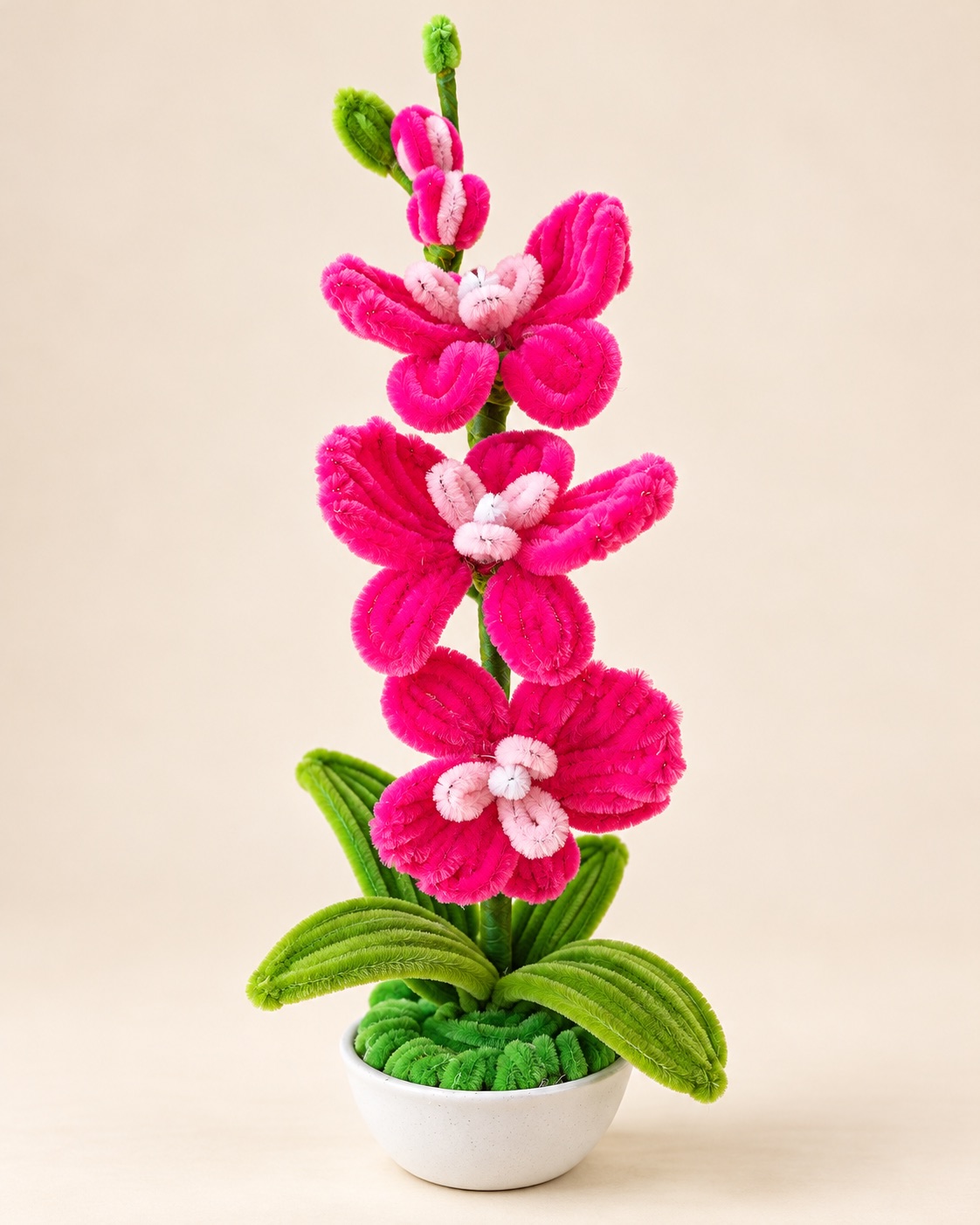Fuchsia Orchid